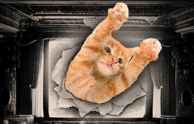 CATVIDEOFEST 2025