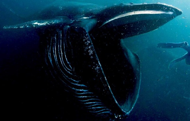 In The Whale: The Greatest Fish Story Ever Told